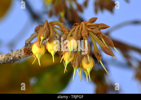 Mahua Tree in full bloom Stock Photo