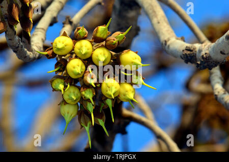 Mahua Tree in full bloom Stock Photo