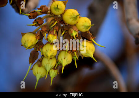 Mahua Tree in full bloom Stock Photo