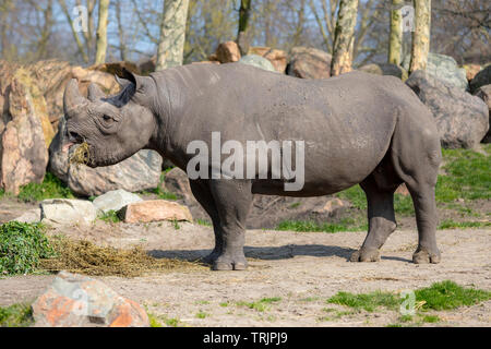 Black rhinoceros or hook-lipped rhinoceros (Diceros bicornis) at Diergaarde Blijdorp, Rotterdam Zoo, South Holland, The Netherlands Stock Photo