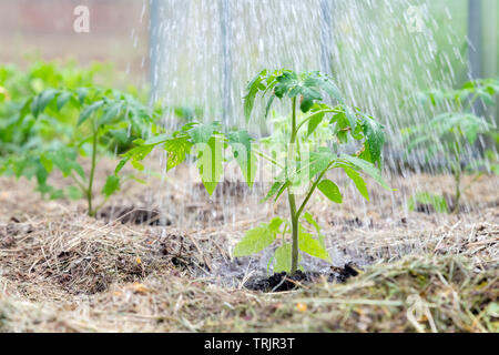 Homegrown tomato plant without vegetables at early stage of growth. Tomato sprout with water droplets on leafs surrounded by mulch Stock Photo