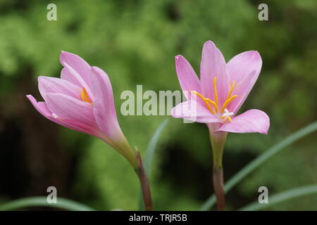 Zephyranthes carinata Stock Photo