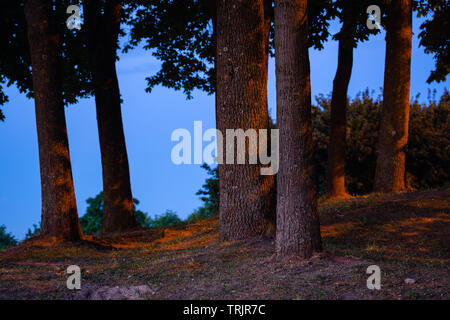 Lush linden tree trunk silhouette at blue hour side lit by street lights. Linden trees at night in public park Stock Photo