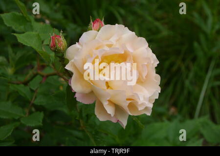 Beautiful orange and light pink rose flowers with green leaves in the background. Stock Photo