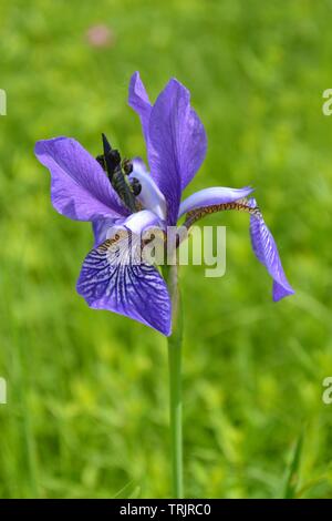 Wild blue iris on a meadow in a sunny summer day Stock Photo