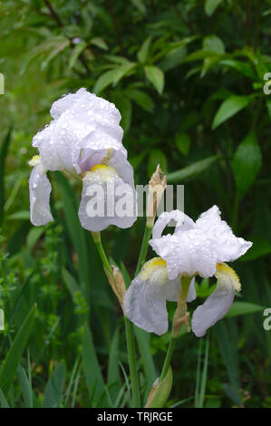 White iris flowers with water drops after heavy rain Stock Photo