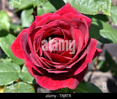 Single Red Rose Stock Photo