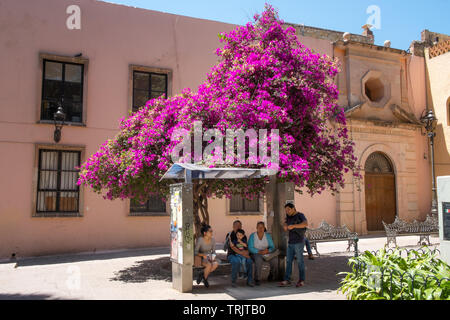 Family waiting at a bus stop under a large pink flowering tree, Guanajuato, Mexico Stock Photo