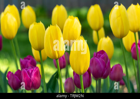 Sunlit grouping of yellow and magenta tulips in early morning light. Stock Photo
