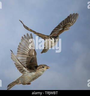 Feldspatz und Hausspatz Weibchen, Flug, fliegend, Flugbild, Feld-Spatz, Feldsperling, Feld-Sperling, Spatz, Spatzen, Sperling, Haus-Spatz, Haussperlin Stock Photo