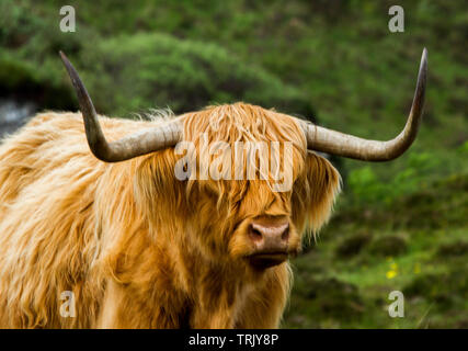 Highland cow with long shaggy ginger hair and large curved horns against background of green vegetation in Scottish highlands Stock Photo