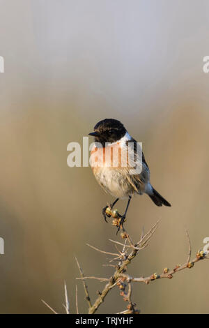 European Stonechat / Schwarzkehlchen ( Saxicola torquata ), male, breeding dress, perched on a bush of seabuckthorn, typical environment, wildlife, Eu Stock Photo