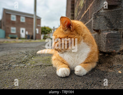 Domesticated Cat laying low on a street corner in Seahouses, Northumberland. Stock Photo
