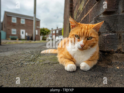 Domesticated Cat laying low on a street corner in Seahouses, Northumberland. Stock Photo
