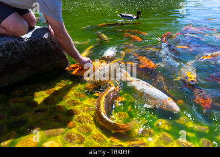 Unidentified person feeds shoal of koi fish in Hasselt Japanese Garden in summer Stock Photo