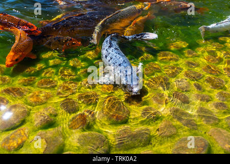 Closeup of shoal of koi fish in Hasselt Japanese Garden in summer
