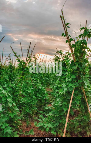 Spain, L'Ametlia des Valles - Sept 2018: fields of green beans growing on frames Stock Photo