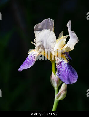 A sun lit blue and white bearded iris flower in the garden with a dark shadow background Stock Photo