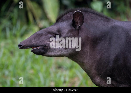 South American tapir (Tapirus terrestris) from the Amazon jungle in Ecuador. Photographed in Yasuni national park. Stock Photo