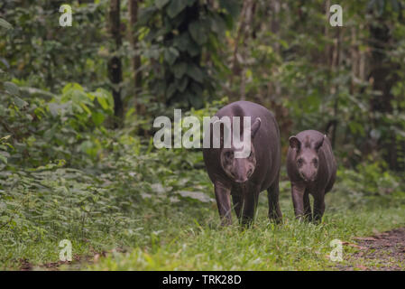 South American tapir (Tapirus terrestris) from the Amazon jungle in Ecuador. Photographed in Yasuni national park. Stock Photo