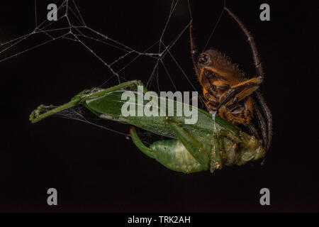 A tropical orbweaver spider (Eriophora fuliginea) eating a katydid that has been caught in its web in Yasuni national park, Ecuador. Stock Photo