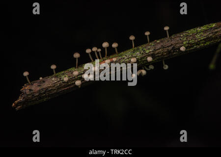 Small mushrooms growing on a branch in the Ecuadorian rainforest in Yasuni National park in the Amazon jungle. Stock Photo