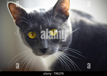 A beautiful home cat of gray color with a white spot on the forehead and yellow-green eyes looks expressively Stock Photo