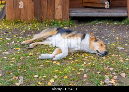 mixed breed dog sleeps and lies on the autumn grass near the front door to the wooden house Stock Photo