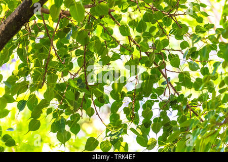 Nature texture,Pepal Tree Leaves,green leaves Background.The sacred fig is considered to have a religious significance in three major religions that o Stock Photo