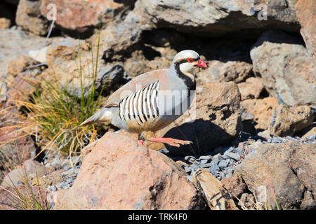 A chukar partridge, or simply chukar, Alectoris chukar, in Haleakala Crater, Haleakala National Park, Maui's dormant volcano, Hawaii. This non-native Stock Photo