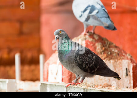 Two pigeon one pigeon looking at the camera. beautiful pigeons on the street Stock Photo