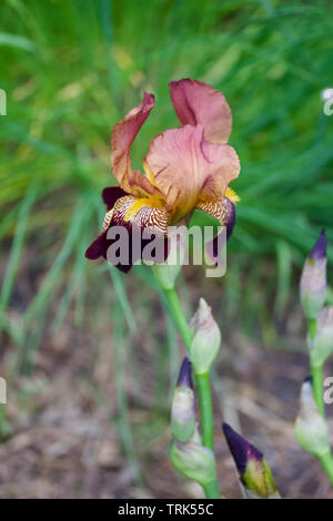 Close up view of a single deep red and purple color bearded iris flower in bloom Stock Photo