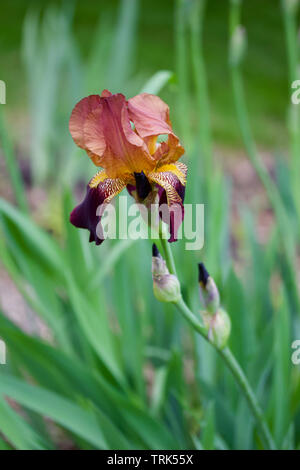 Close up view of a single deep red and purple color bearded iris flower in bloom Stock Photo