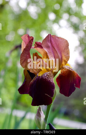 Close up view of a single deep red and purple color bearded iris flower in bloom Stock Photo