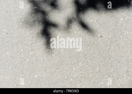 Asphalt surface with the shadow of tree branches on a bright sunny day close up. Abstract background Stock Photo