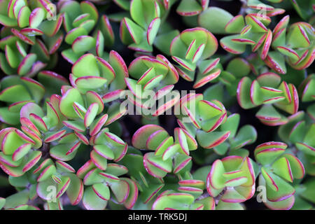 Leaves of multiple beautiful green cacti plants photographed during a sunny spring day in Funchal, Madeira. Lovely green and red leaves. Stock Photo