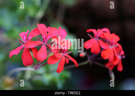 Beautiful small bright pink flowers photographed with a macro lens in Madeira during a sunny spring day. There is multiple red flowers and soft bokeh. Stock Photo