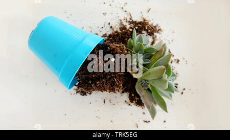 A succulent plant and soil spilled out from a little bright blue pot.