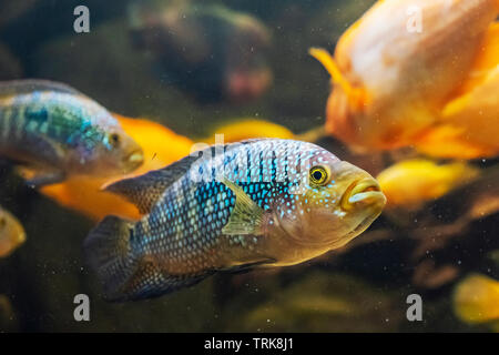 Jack Dempsey fish - Rocio octofasciata. Freshwater natural scene. Beauty in nature. Stock Photo