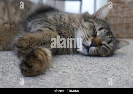 Cute brown cat sleeping on grey stone floor. Stock Photo