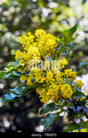 Tall Oregon grape - Mahonia aquifolium. Seasonal natural scene. Stock Photo