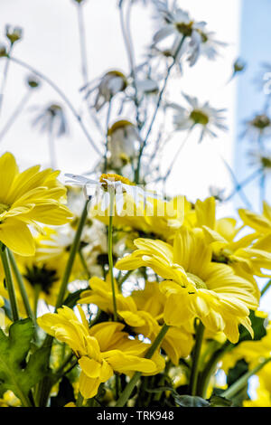Common daisies and chrysanthemum flowers. Seasonal natural scene. Stock Photo