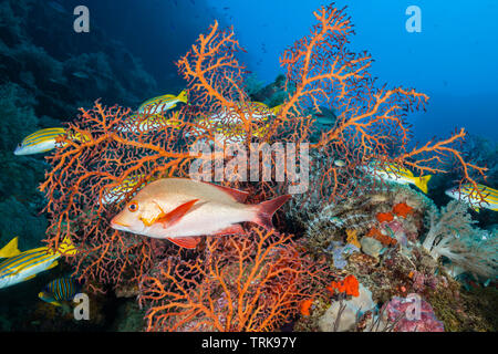 Humpback Red Snapper in Coral Reef, Lutjanus gibbus, Lissenung, New Ireland, Papua New Guinea Stock Photo