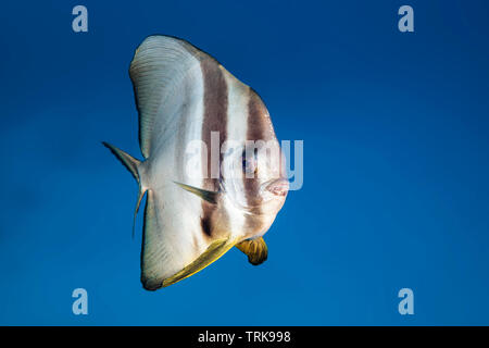 Longfin Batfish, Platax teira, Lissenung, New Ireland, Papua New Guinea Stock Photo