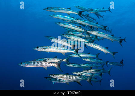 Shoal of Blackfin Barracudas, Sphyraena qenie, Lissenung, New Ireland, Papua New Guinea Stock Photo