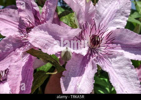 Clematis Hagley Hybrid Large blossoms Stock Photo