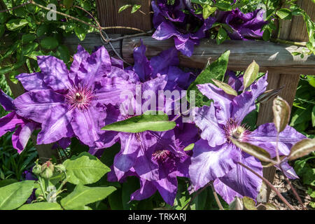 Clematis blue flower 'The President', growing on wooden fence in garden