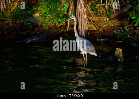 Great Blue Heron is waiting for the sunrise at the lakeshore. Stock Photo