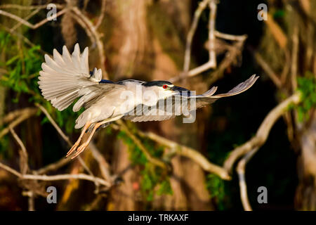 Black-crowned night heron in flight at dawn Stock Photo