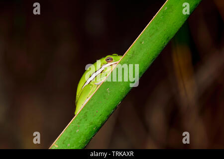 Green tree frog is sleeping/hanging on the leaf of the palm tree. It's always fun to find these small beauties from the plants. Stock Photo